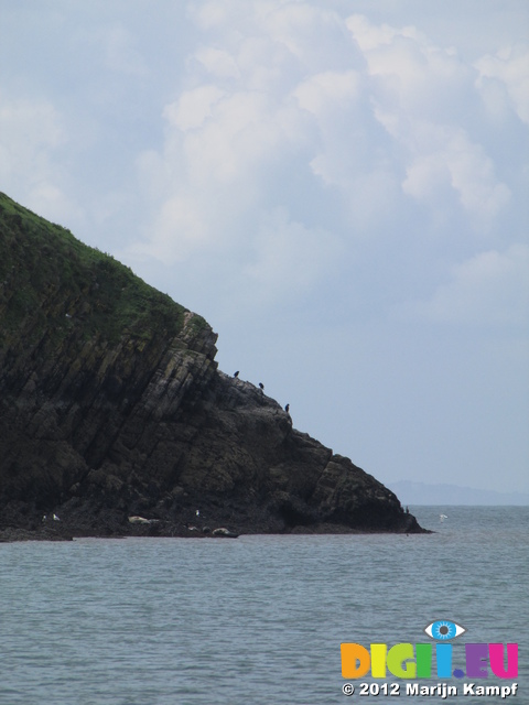 SX22731 Three Cormorants on cliff